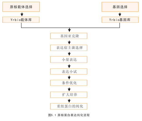 依据客户需求,进行蛋白的表达优化与小量纯化包括温度